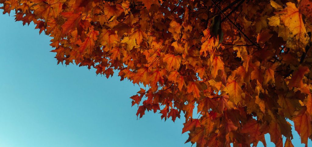 leaves